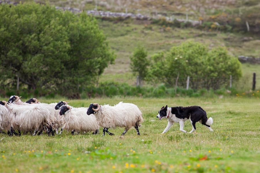 From Dublin: Glendalough, Wicklow, and Kilkenny with Sheepdog Trails Full-Day Trip, Dublin