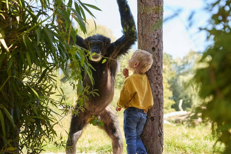 Eindhoven Zoo, at Dierenrijk Nuenen, Mierlo