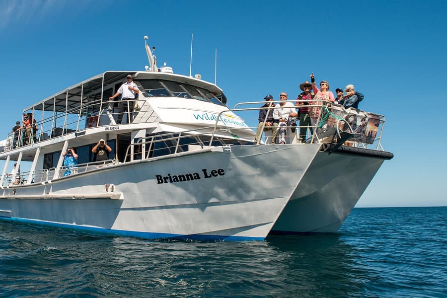 Phillip Island Winter Whale Cruise with Morning Tea, Melbourne