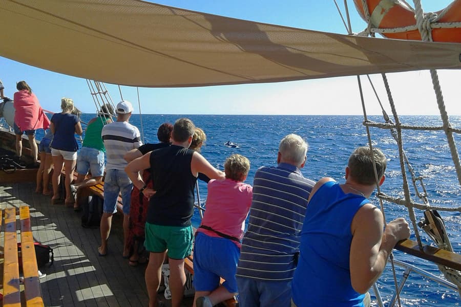 Los Cristianos: Whale and Dolphin Watching Cruise with Optional Pirate Themed Boat, Tenerife