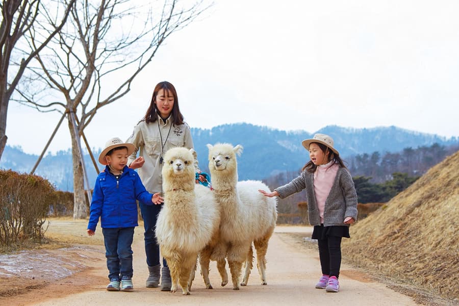 From Seoul: Nami Island & Alpaca World Guided Tour, Seoul