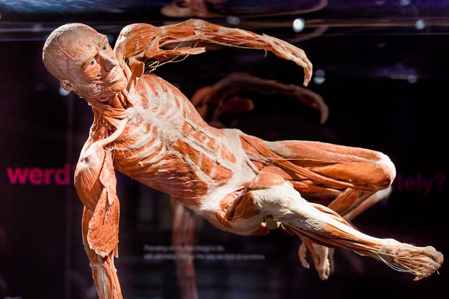 Combo: Entrades per a Body Worlds Amsterdam + Creuer pel Canal, Amsterdam