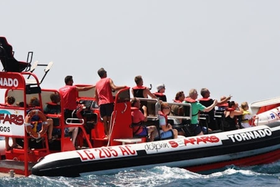 Algarve: Guided Dolphin Watching Tour