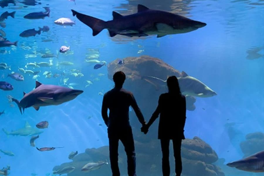 Palma Aquarium: Admission Ticket + Transfer from East Zone, Palma de Mallorca