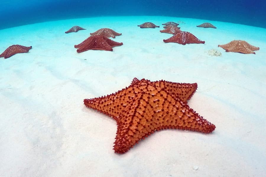 Palancar Reef, El Cielo & KUZÁ Beach Park: Snorkeling Tour from Cozumel, at Sailing Day Trips from Cancún, Isla Mujeres