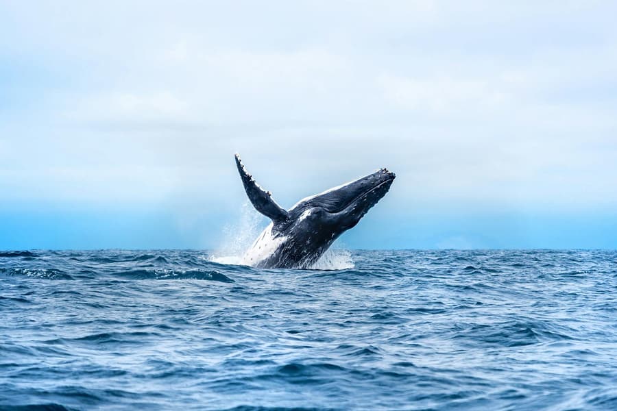 Cairns to Fitzroy Island: Guided Whale Watching Cruise + Snorkel Equipment Hire + Island Free Time, at Reef Fleet Terminal