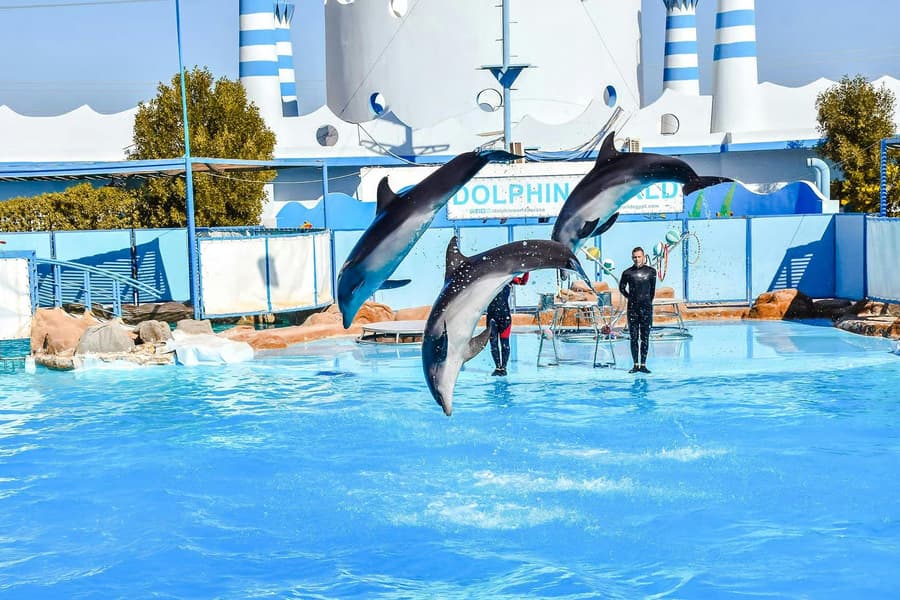 Hurghada Dolphin World Show with Walruses Tickets & Transfers, at Hurghada Dolphin World, Hurghada