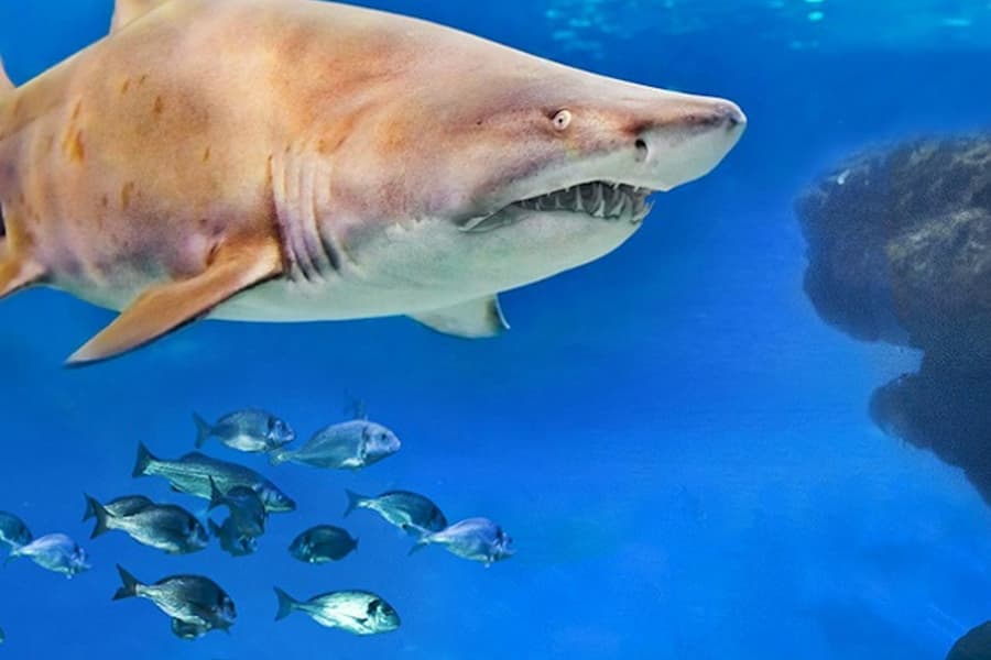 Palma Aquarium: Entrance + Diving with Sharks, Palma de Mallorca