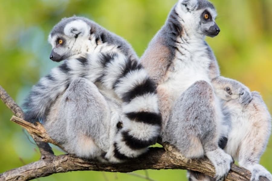 Woodland Park Zoo: Tiket sa Bilis na Pagpasok, at Woodland Park Zoo, Seattle