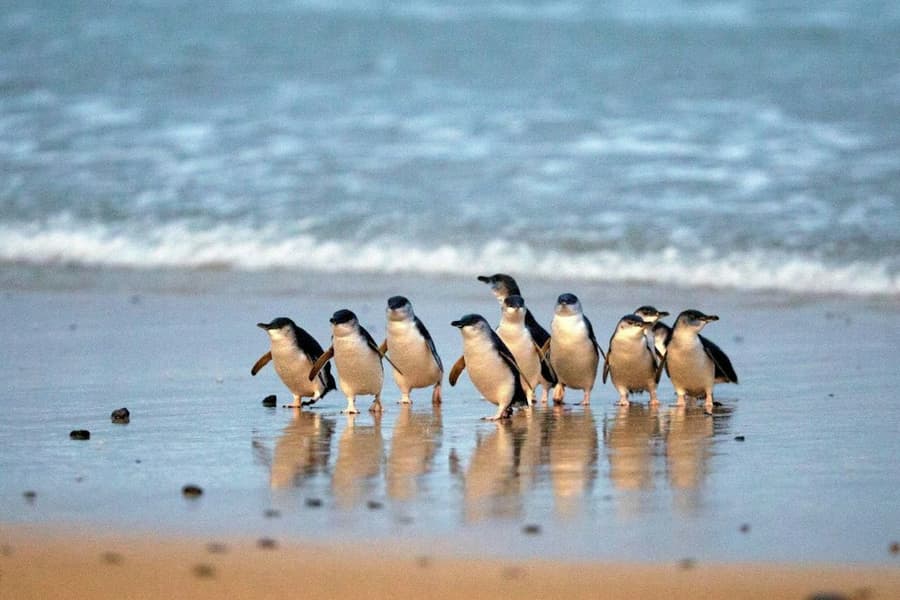 Healesville Sanctuary & Phillip Island Wildlife Park: Bus Tour, at Phillip Island Nature Parks