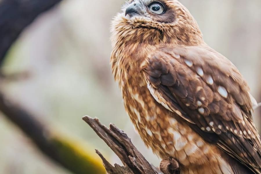 Capes Raptor Centre: Bird of Prey Encounter & Forest Walk, at Capes Raptor Centre, Margaret River