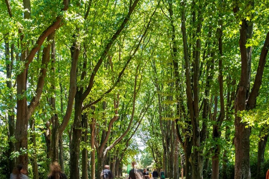 Serralves Park: Entry Ticket and Treetop Walk, at Serralves Foundation