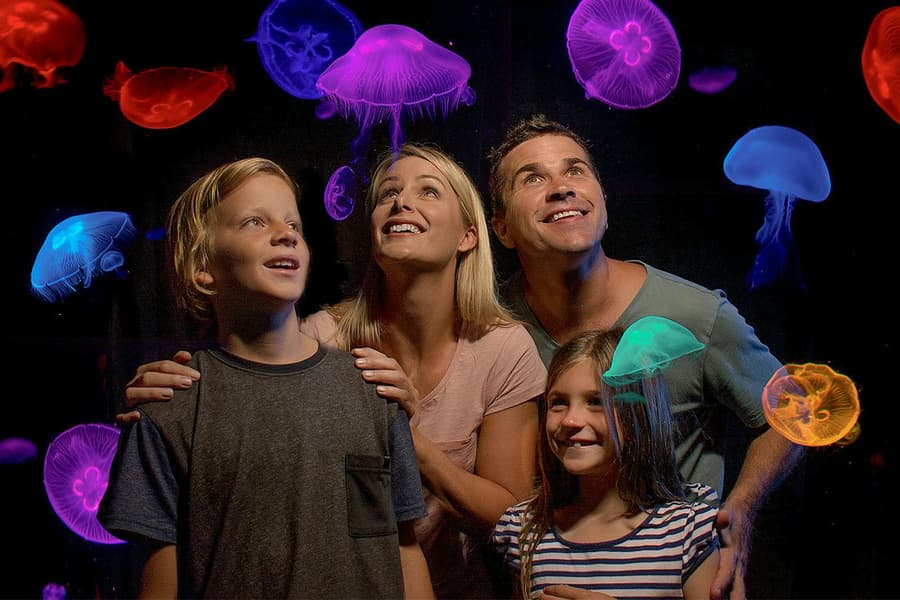 SEA LIFE Sunshine Coast Aquarium Tickets, at SEA LIFE Sunshine Coast Aquarium, Sunshine Coast