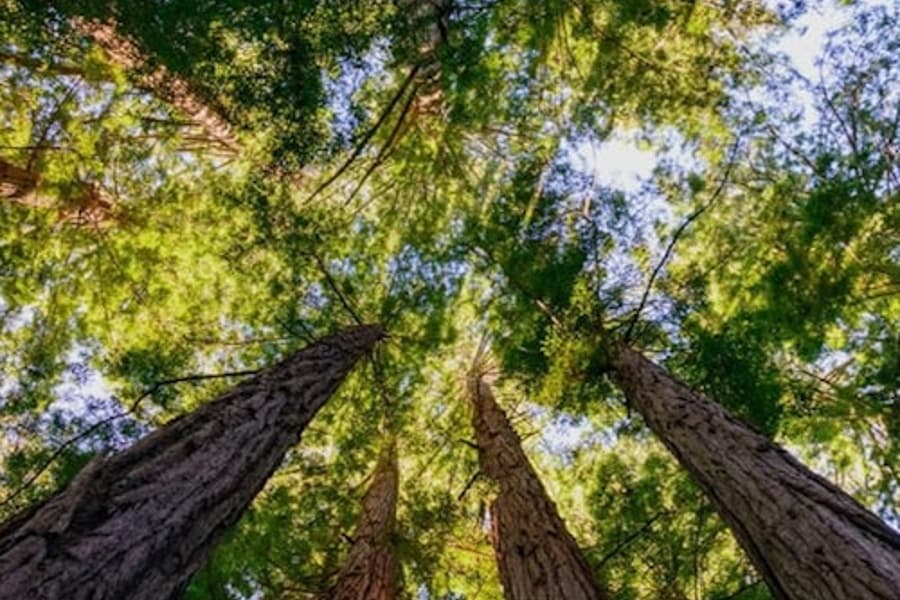 Muir Woods e Sausalito: Tour para Pequenos Grupos, Mill Valley