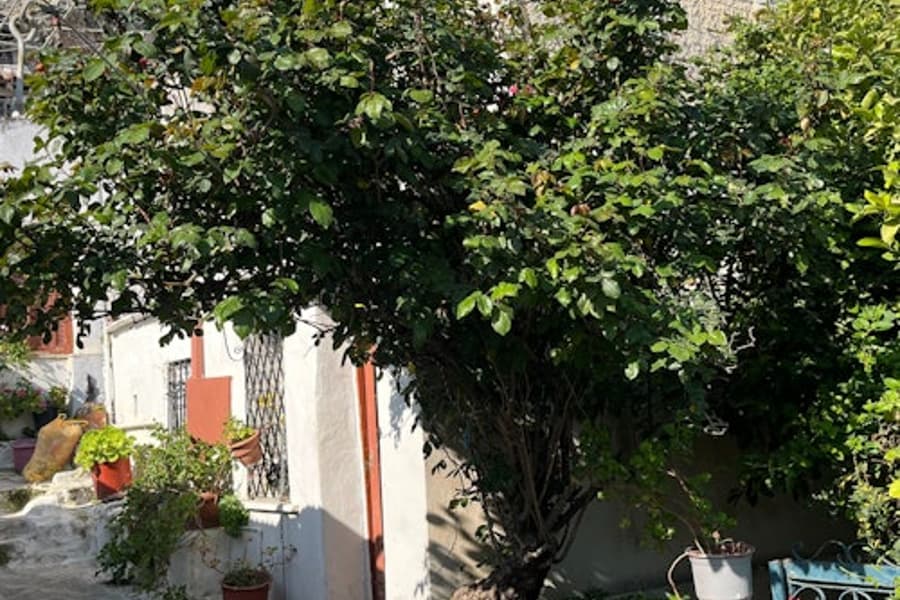 Athens: Guided City Walking Tour, at Athens Walking Tours