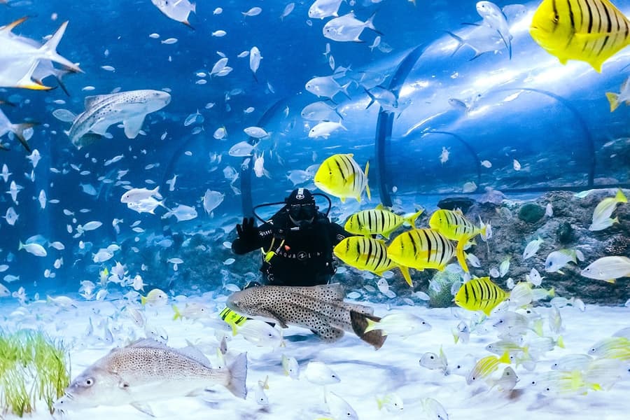 National Aquarium Abu Dhabi Tickets, Dubai