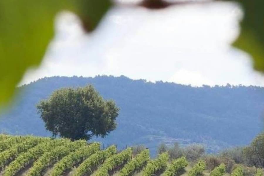 Chianti & Castles: Day Trip from San Gimignano + Wine Tasting, at Day Trips from Siena, Siena