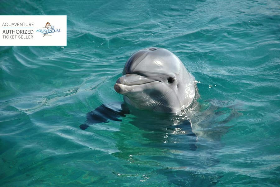 Atlas Village: Atlantis Dolphin Meet & Greet, at Atlantis The Palm