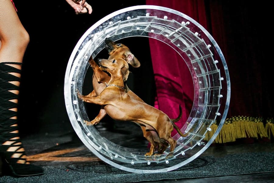 Popovich Comedy Pet Theater, at V Theater Box Office