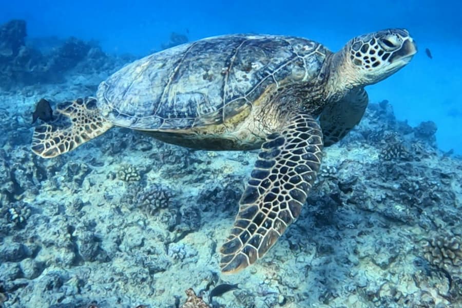Discover Scuba Dive for Beginner, Honolulu