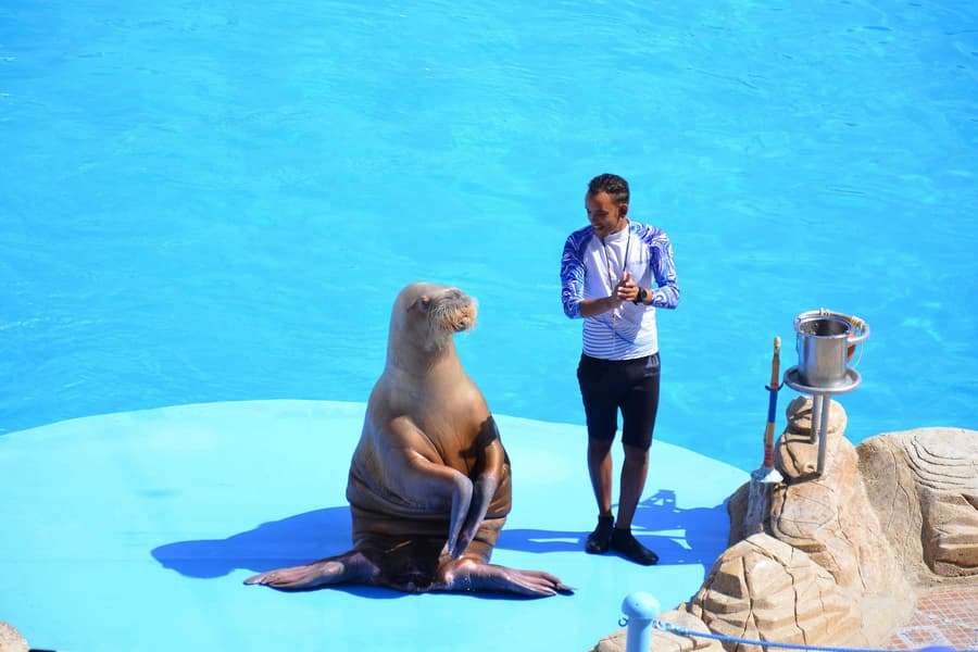 Hurghada Dolphin World Show with Dolphin Swim Session & Transfers, at Hurghada Dolphin World, Hurghada
