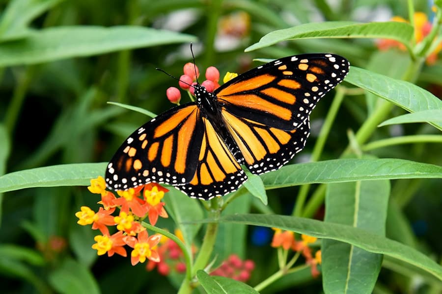 Niagara Falls Butterfly Conservatory: Entry Ticket, Niagara Falls (CA)