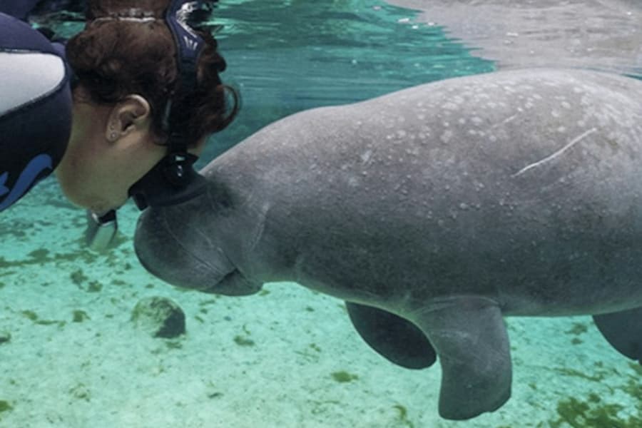 Homosassa State Park: Day Trip from Orlando + Swim with Manatees, at Day Trips from Orlando