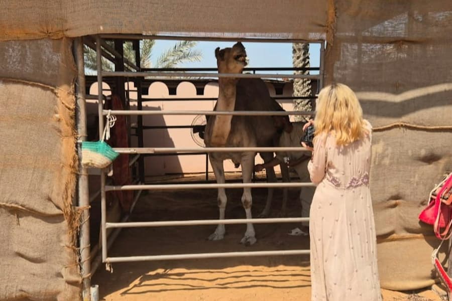 Al Ain: Private Guided Day Tour from Abu Dhabi, at Al Ain Day Trips from Abu Dhabi, Abu Dhabi