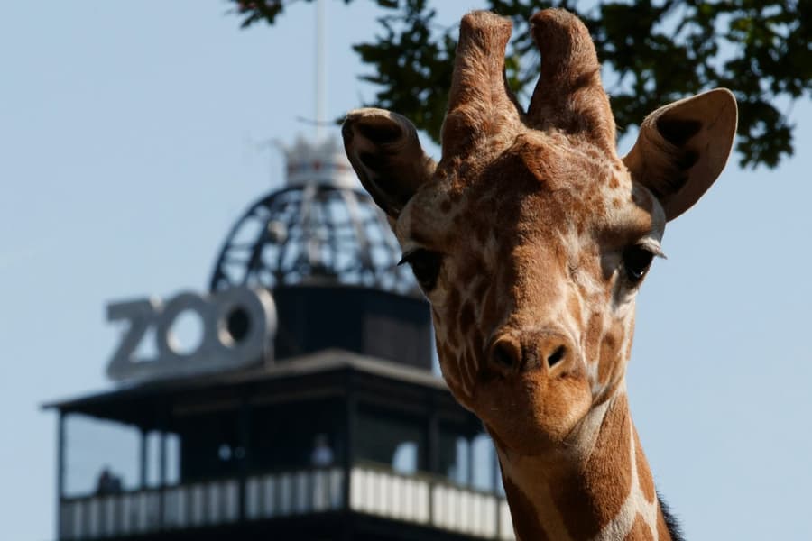 Copenhagen ZOO: Skip The Line Ticket, Copenhagen
