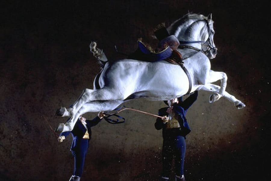 Royal Andalusian School of Equestrian Art: Andalusian Horse Show, at Royal Andalusian School of Equestrian Art, Seville