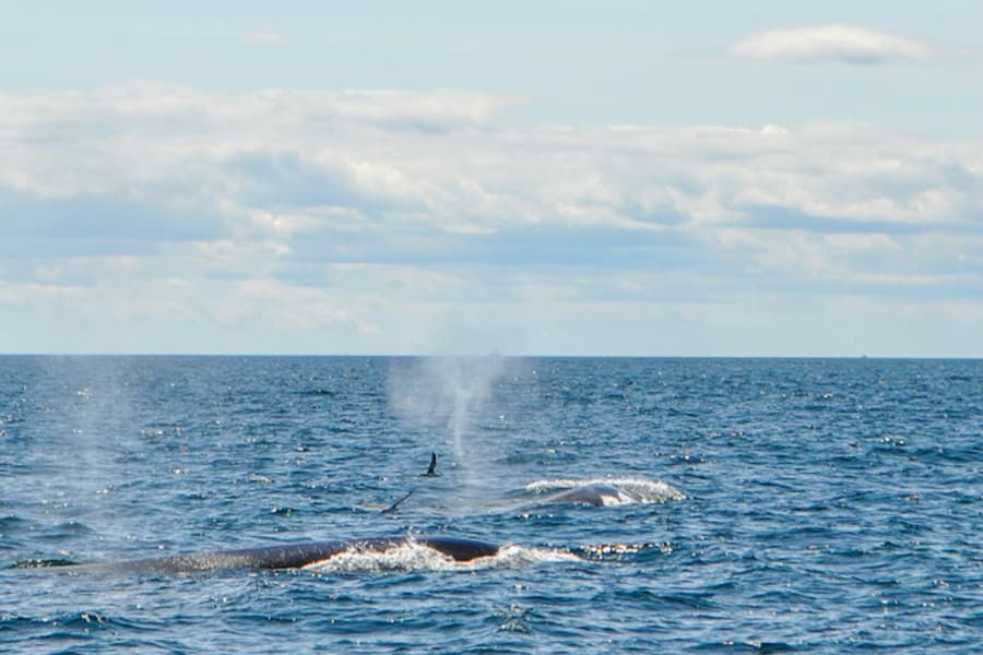 Boston Harbor Whale Watch Cruise, at Boston Whale Watching, Boston