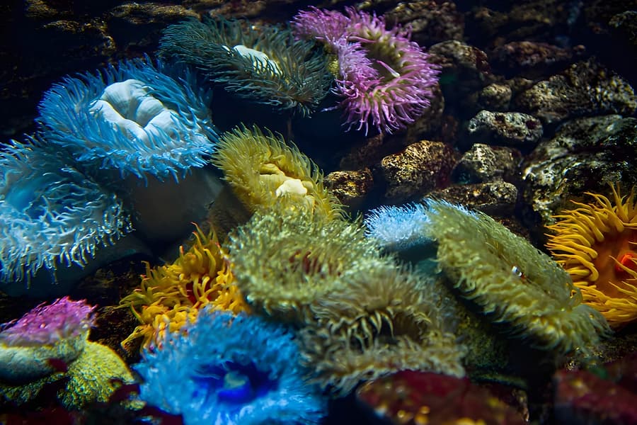 Oceanário de Lisboa Tickets, Lisbon and Sintra
