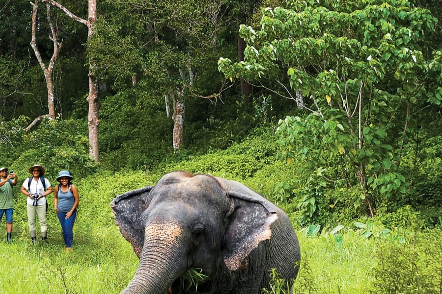 Phuket Elephant Sanctuary: Half-Day Program with Vegetarian Meal, at Elephant Sanctuaries in Phuket