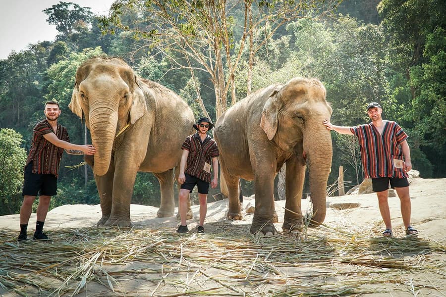 Chiang Mai: Elephant Jungle Sanctuary and Mama Noi Thai Cooking Class Full Day Tour with Hotel Transfers, Chiang Mai