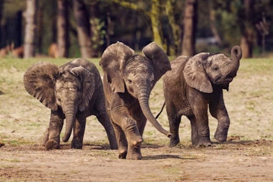 Safaripark Beekse Bergen, at Beekse Bergen, Hilvarenbeek