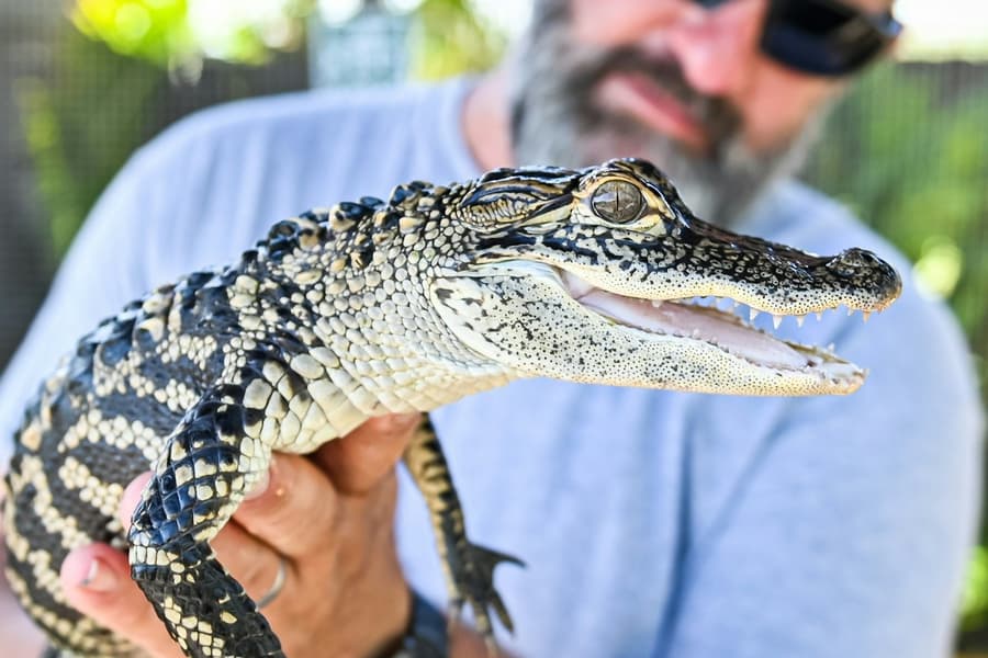 Fort Lauderdale: Florida Everglades Adventure Package, at Sawgrass Recreation Park