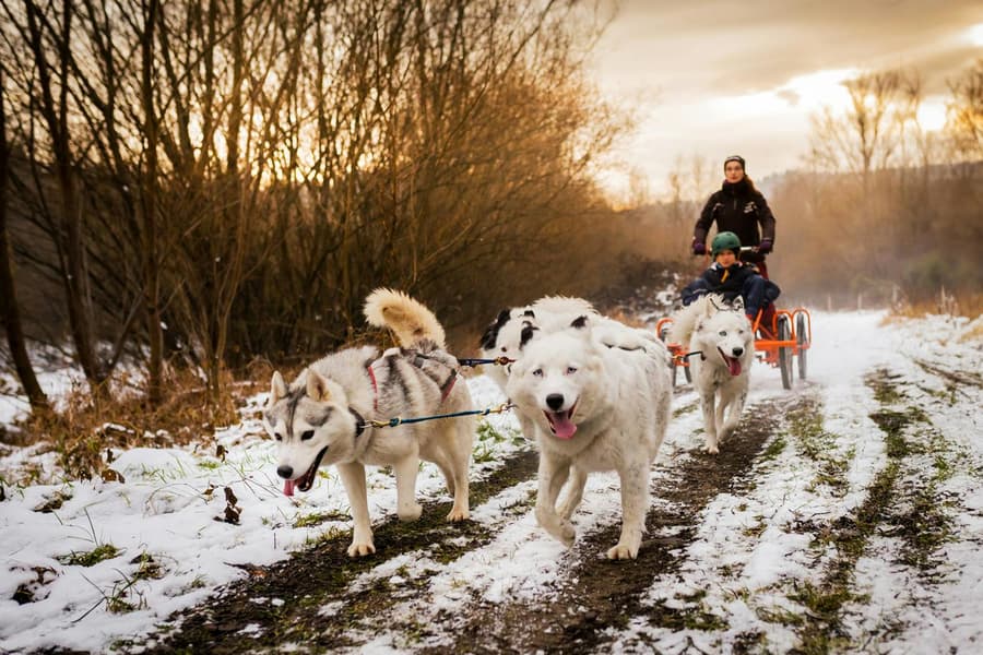 From Krakow: Tatra Mountains Dog Sledding Tour tickets at Kraków