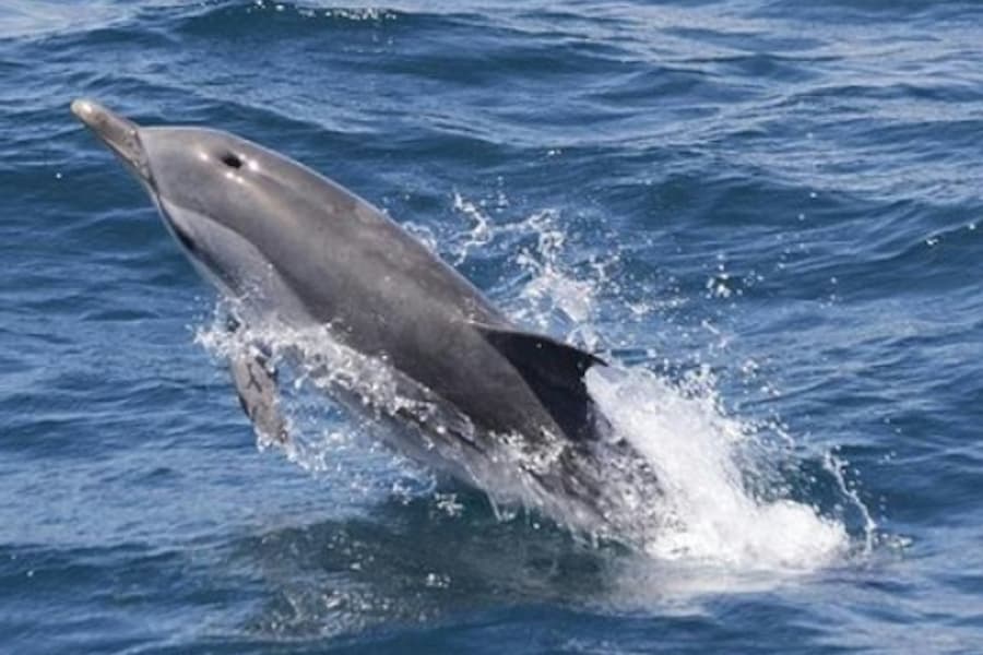 Gibraltar Whale and Dolphin Watching from Seville, at Tarifa Water Activities, Tarifa