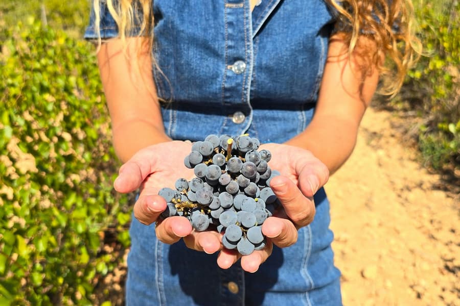 Utiel-Requena Vineyards: Guided Tour from Valencia + Wine Tasting, Valencia