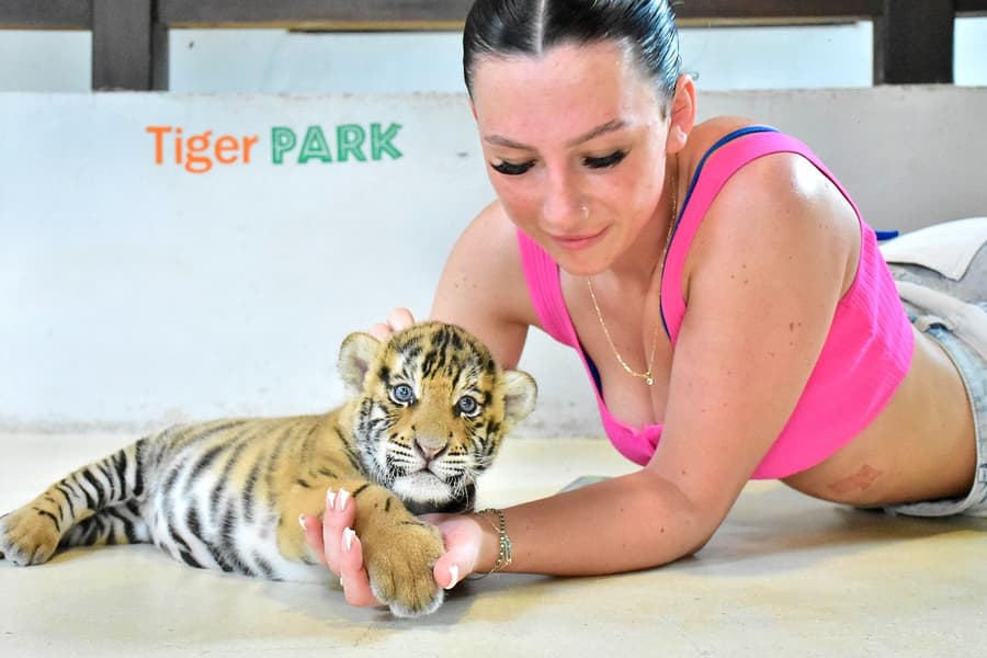 ટાઇગર પાર્ક ટિકિટો, at Tiger Park Pattaya, Pattaya