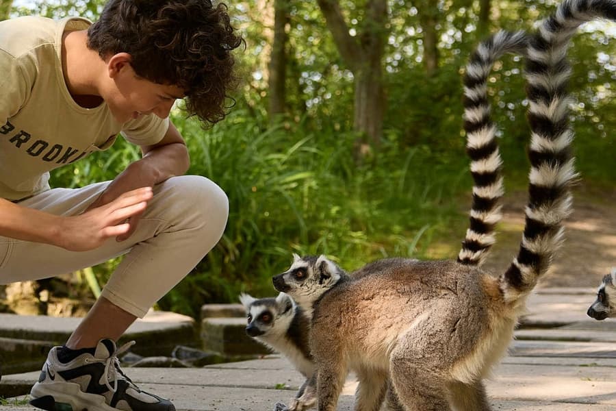 Efteling + Beekse Bergen, at Day Trips from Amsterdam
