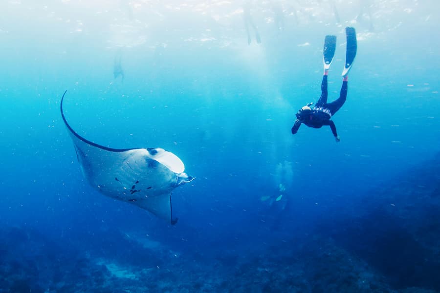 Snorkel with Manta Rays with Lembongan Island Tour & Hotel Transfers, Bali