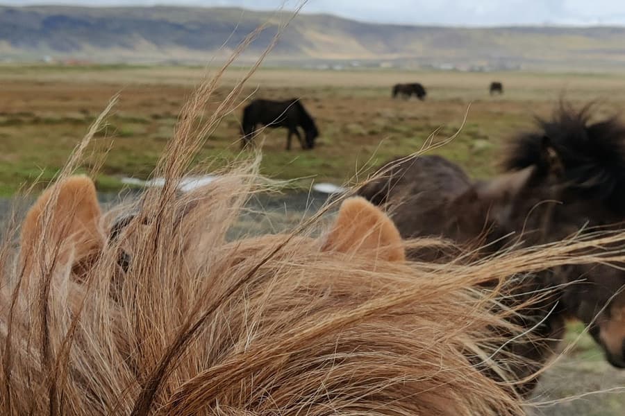 Iceland: Horseback Riding - Heritage Tour tickets at Iceland Wildlife Experiences