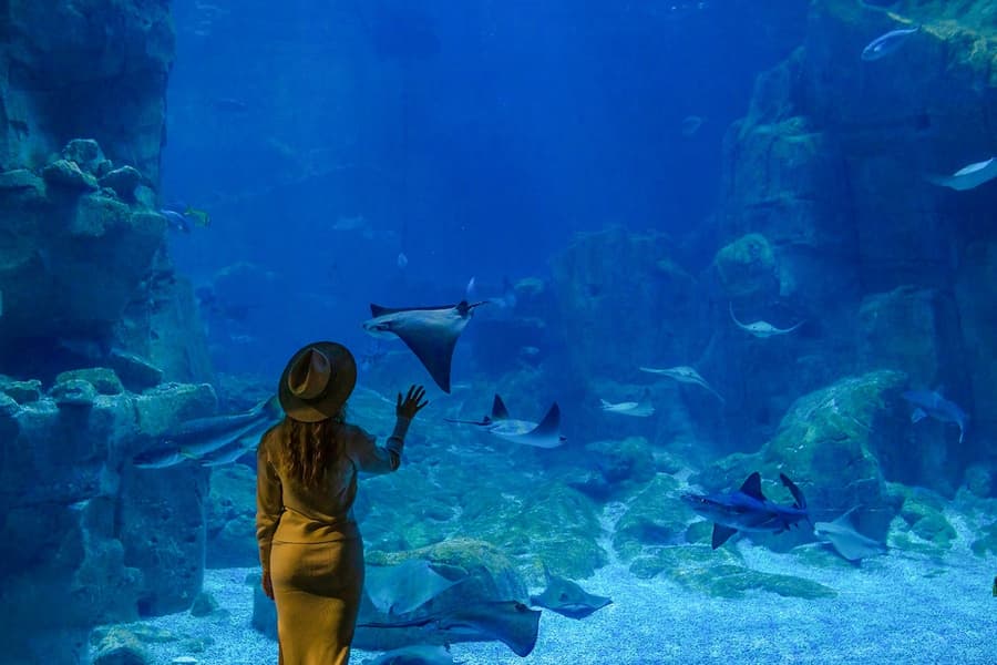 Istanbul Aquarium Tickets with Bus Transfers from Taksim & Sultanahmet at Istanbul Aquarium