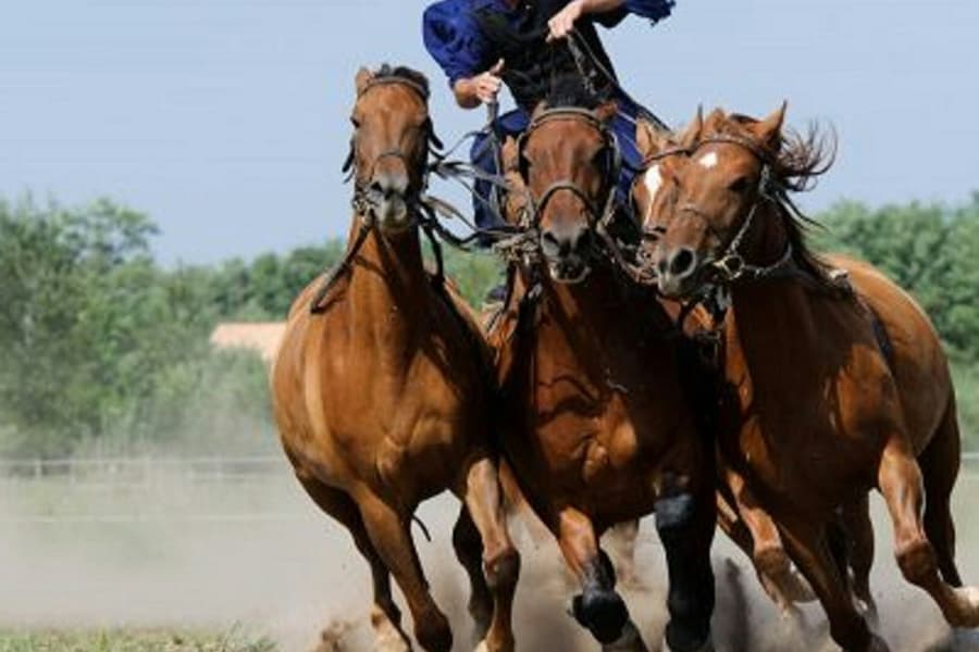 Puszta Full-Day Tour from Budapest including Horse Show & Lunch, at Day Tours from Budapest