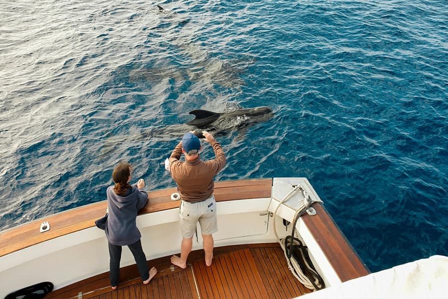 Las Galletas: Small Group Whale & Dolphin Watching Cruise, Tenerife