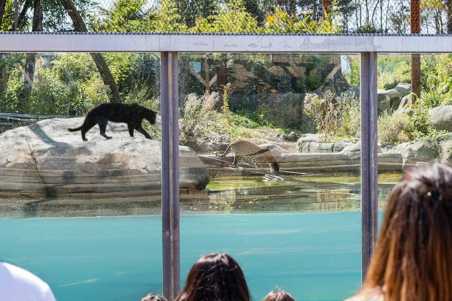 Parrot World: Annual Pass tickets at Parrot World - The Immersive Animal Park