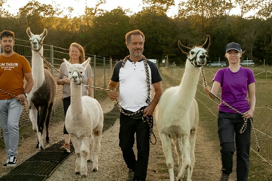 Mödling Vienna: Alpaca & Llama Hiking Tour, at Vienna Hiking Activities, Mödling