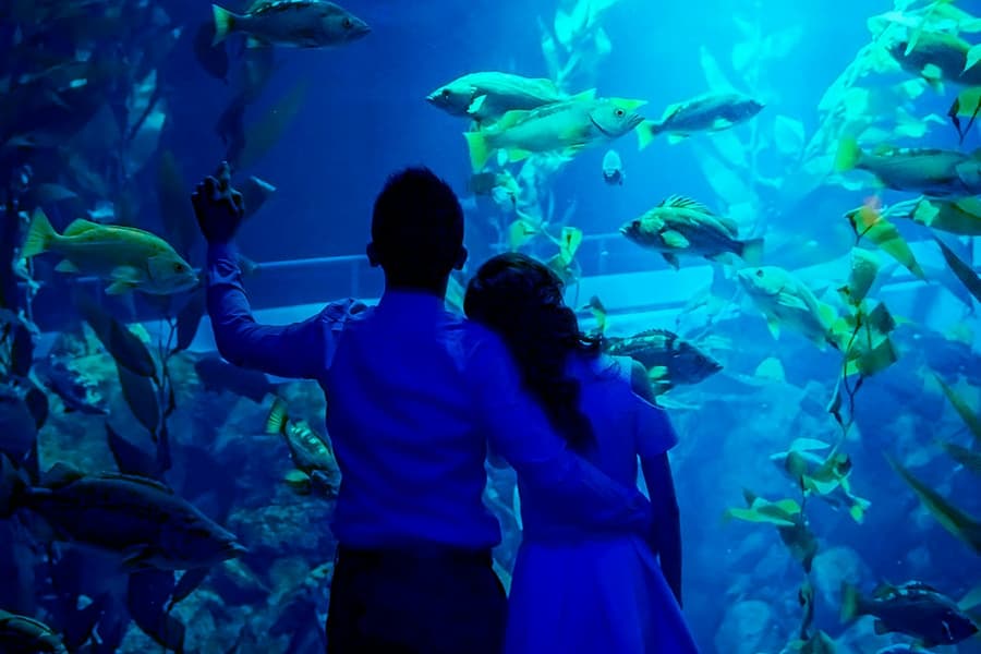 Ripley's Aquarium of Canada: Sharks After Dark, Toronto