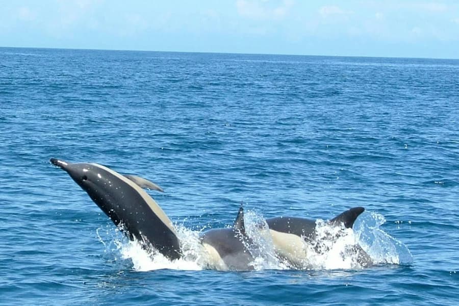 Dolphin Watching Tour from Lisbon, at Lisbon dolphin watching